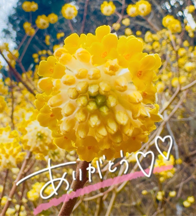 みわ