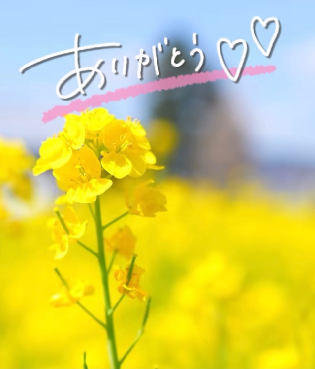 みわ