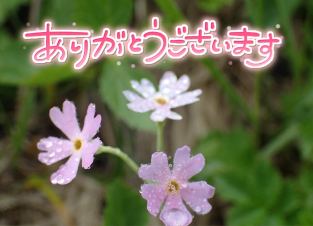 みわ