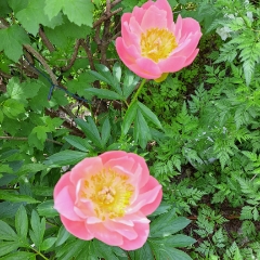 わかこ