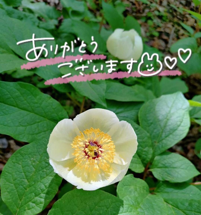 みわ
