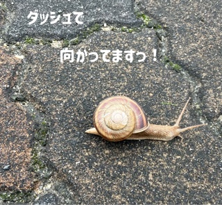 ちまこ