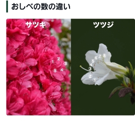 あつこ