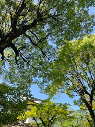 ゆりね