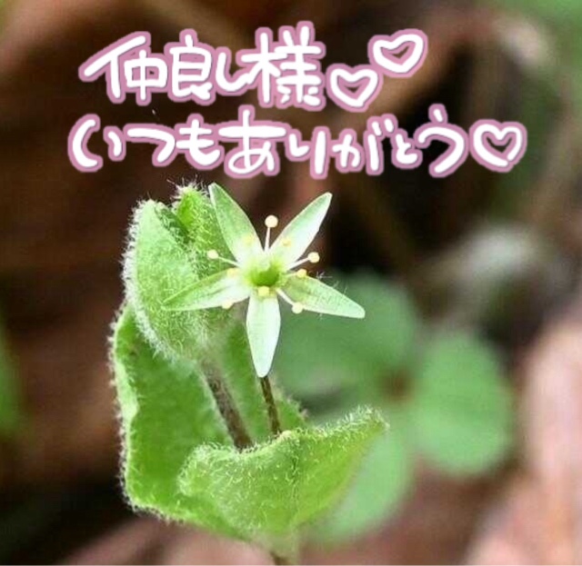 みわ
