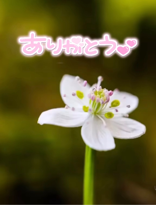 みわ