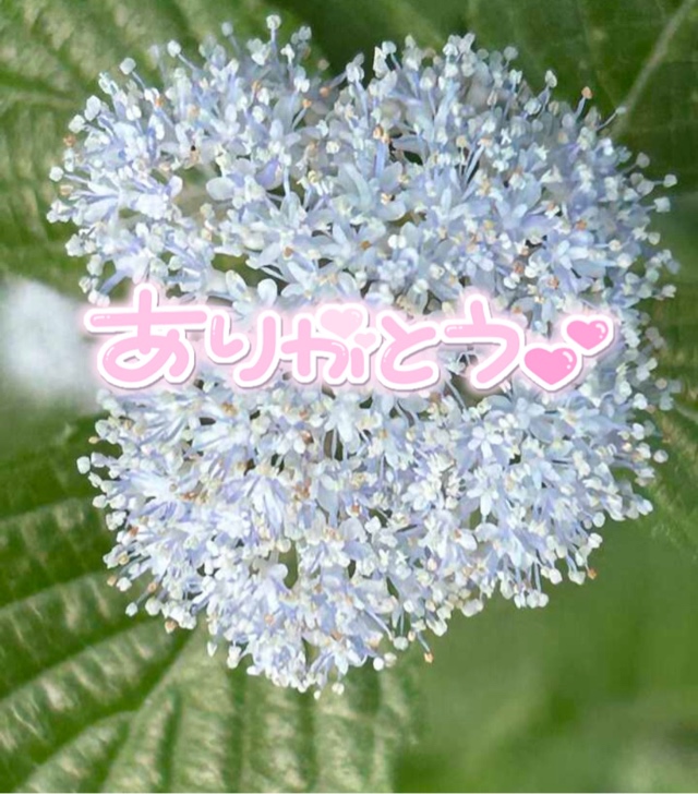 みわ