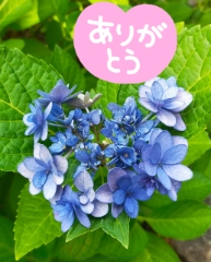 みづき