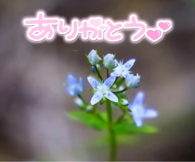 みわ