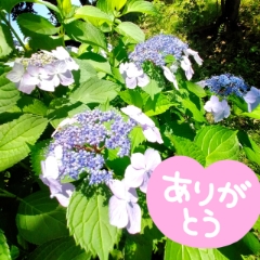 みづき